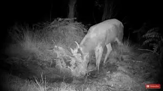 Big Red Stags At The Wallow 2021 Rut.