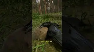 Почему вороны любят сидеть на муравейниках 😳