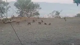 #monkeyfight #morningvibes#serinity #winterseason