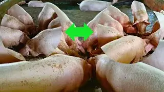 Pig eating food: Amazing Pigs eating food- Animals & Pets