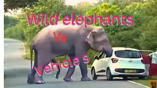 ELEPHANTS ATTACK VOL 1