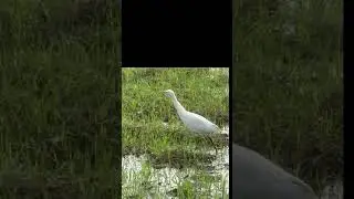 Bulbul aur Saras birds