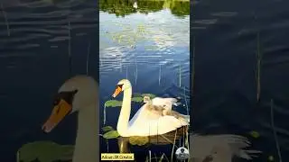 The Secret Life of Mute Swans: Nature's Most Elegant Thugs || #Muteswans #Birdslover #Shorts