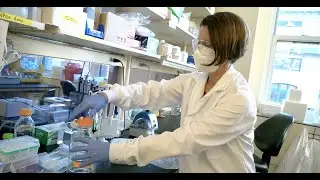 Kathryn Whitehead: mRNA offers potential new treatment for pancreatic diseases