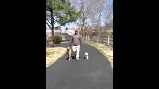 Dog Aggression Training With Behavior Adjustment Training and Constructional Aggression Treatment