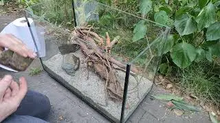 Zakładanie akwarium Low-Tech na dworze, Akwarium metodą Dianay Walstad