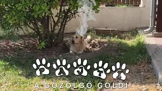 Pajti, a golden retriever - 18. rész | Pajti, a gőzölgő goldi