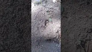 #Ant#House#Hordework#Very straggly