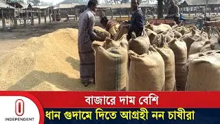 আমন ধান ও চাল সংগ্রহে বগুড়ায় ৪ বছর ধরে  অর্জন হচ্ছে না লক্ষ্য | Bogra Rice Procurement  |