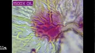 Onion bulb cells 1500x oil with orcein B