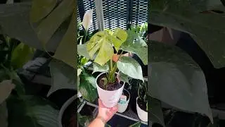 Costa farms Thai constellation at Walmart 😍- South Florida #plants #thaiconstellation #costafarms