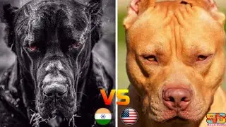 Pitbull vs Bully Kutta | Bully Kutta vs Pitbull | #Dogsfight | Billa Boyka |