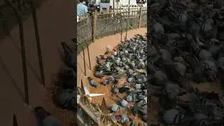 Birds love #hindisong #bird #justview766 #srk
