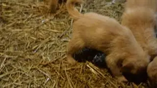 PuppyFinder.com : AKC Registered Golden Retriever Puppy For Sale Butler Ohio