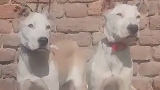 Pure breeder dogs mating life. German shepherd and Siberian husky reproductive life. Animals mating.