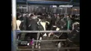 Bereket TV Biga Hayvan Pazarında-2 Şubat 2013