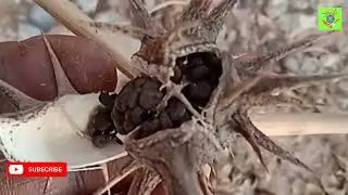 Angels-trumpets🧜🌱💥deadlyplant #Datura ferox #tropane alkaloids  #scopolamine #medicinalplants9
