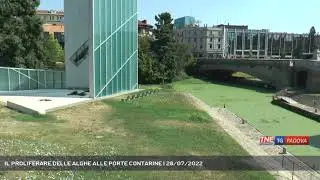 IL PROLIFERARE DELLE ALGHE ALLE PORTE CONTARINE | 28/07/2022