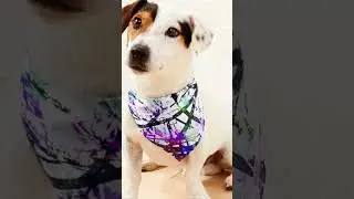 LA SUBURBIA(C2023) Pet Bandana, PRODUCT DEMO, REDBUBBLE.COM