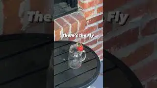 How to make a homemade fly killing spray. #shorts #hacks #diy #cleaning #bugspray #bugs