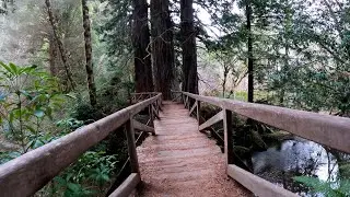 Prairie Creek trail at Redwoods - 4K -