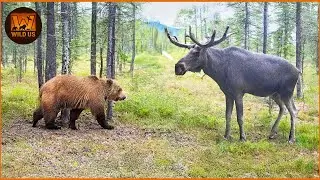 The Most Amazing Grizzly Bear Attacks Ever Caught on Camera | Wild Animals