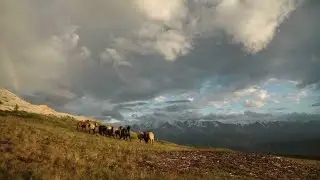You Won&rsquo;t Believe This Horse&rsquo;s Power!  #Horse #DraftHorse #WildlifeDocumentary #RussianHorse