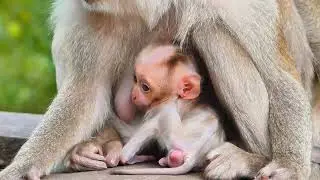 The Perfect Love of a Mother Caring for Her Baby
