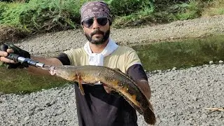 Tiger Snakehead Hunt Fishing Murrel Fish India 🎣🐟💯#snakehead #fishing #gulbarga #karnataka #india