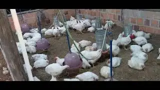 Como funciona minha criação de frango.