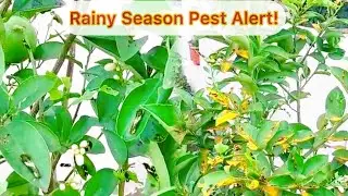 Caterpillar Attack! Can My Sweet Lemon Plant Survive?