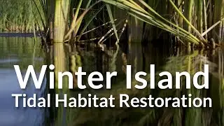 Winter Island Tidal Habitat Restoration