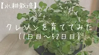 【水耕栽培】クレソンを育ててみた 1日目〜52日目