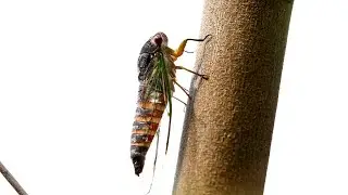 Bumper season for cicadas expected for Australia&rsquo;s summer