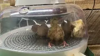 Peafowl hatch. Hatching peacock chicks