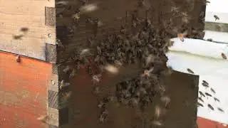 Honey Bees Exhibiting Intensive Robbing Behavior