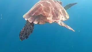 Maldive ukhulas 2019