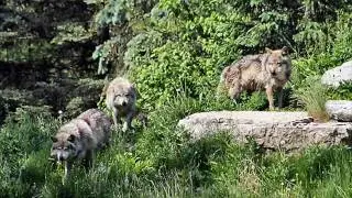 Wolf love ( Dont matter by akon)