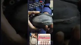 Pigeon health feedback