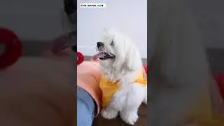 Aww Cute Baby white Fluffy pets 😍 Compilation moment of the Animal #140 #youtubeshorts #shorts #pets
