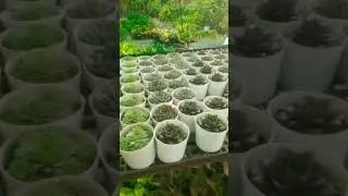 Bonsai plant 6K Awadh Nursery Malihabad #bonsai #nursery #shortsfeed #shorts #gardening #plants
