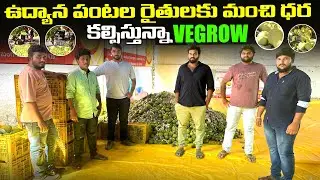 Vegrow is buying fruits and giving instant payments to farmers #vegrow #fruitx #dmp #mandi