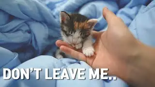 The Baby Cat Holds My Hand Tightly with her Tiny Hands While Sleeping