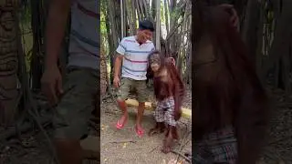 with Orangutan #shorts