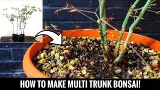 How to make a kabudachi Bonsai