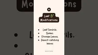 Leaf 🍂 Modifications