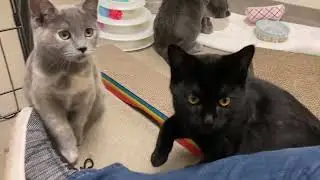 Kitty Corner cats - Noodle, Biscuit, Honey - A196493, 494, 496 (went to private rescue)