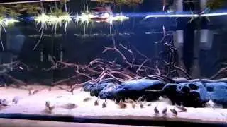 Mr. Aqua 30g and the retroculus lapidifer