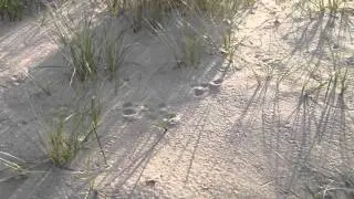 Bird tracks prints in the sand