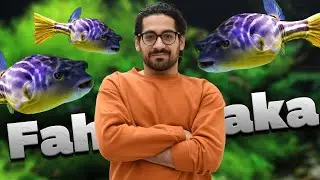 Fahaka Puffer care guide 🐟You are going to love this fish